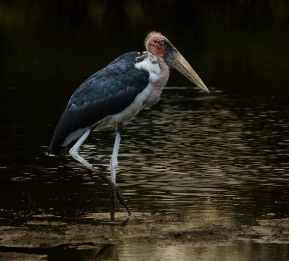 The formidable bird, the Marabou Stork wades through the water. 