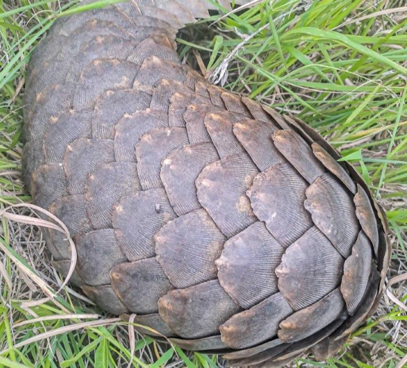 Pangolin Ruan Mey Pangolin Ruan Mey