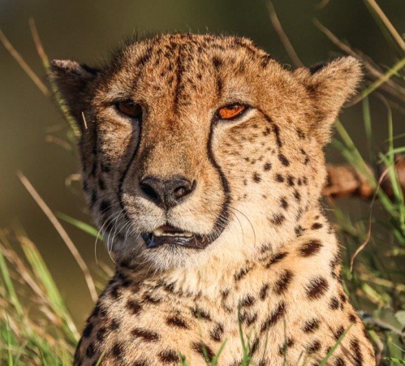 A cheetah rests on a termite mound overlooking an open area. A cheetah rests on a termite mound overlooking an open area.