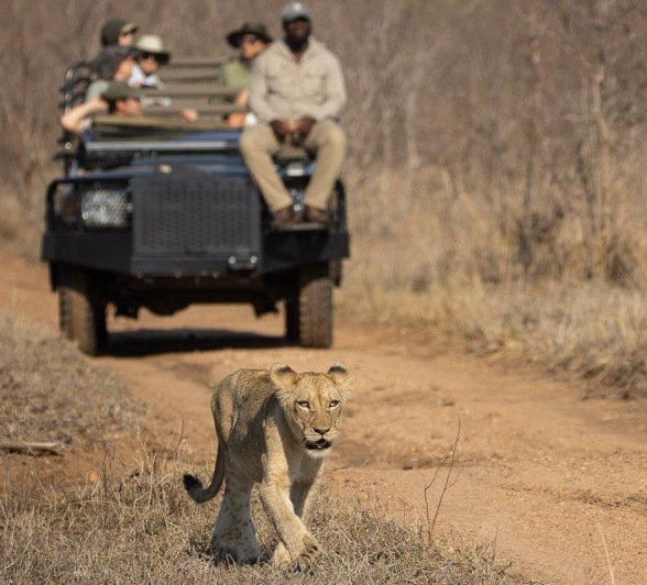 Sabi Sabi Jp Van Rooyen Msuthlu Walking Sabi Sabi Jp Van Rooyen Msuthlu Walking