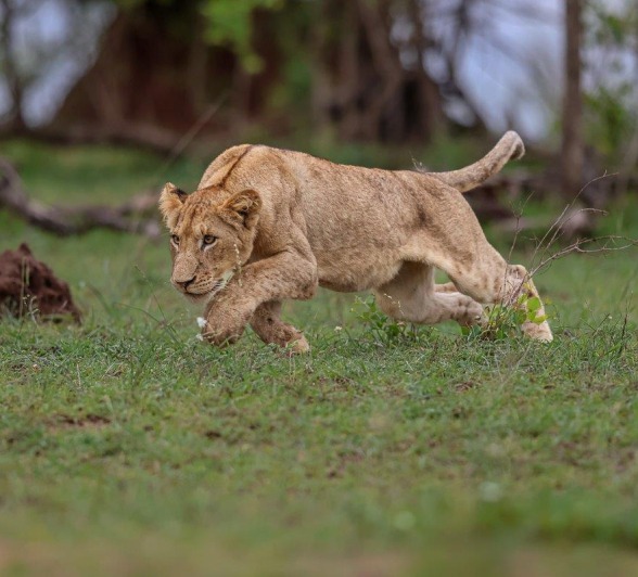 Msuthlu lion stalks its sibling. 