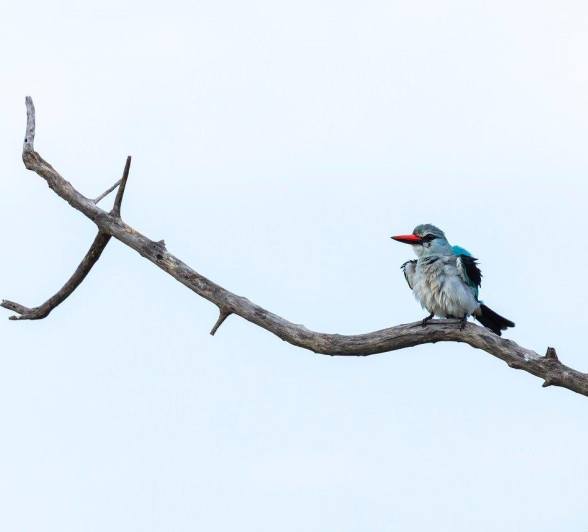 Sabi Sabi Benjamin Loon Woodand Kingfisher Perches Sabi Sabi Benjamin Loon Woodand Kingfisher Perches