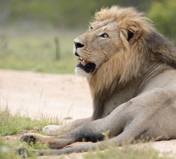 Sabi Sabi Ronald Mutero Gijima Male Lion On Road Sabi Sabi Ronald Mutero Gijima Male Lion On Road