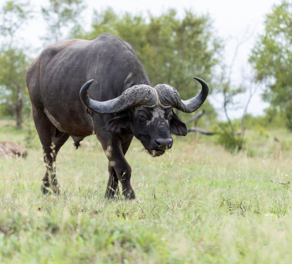 Sabi Sabi Benjamin Loon Buffalo