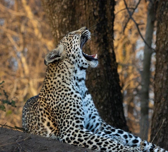 Khurhula yawns. Khurhula yawns.