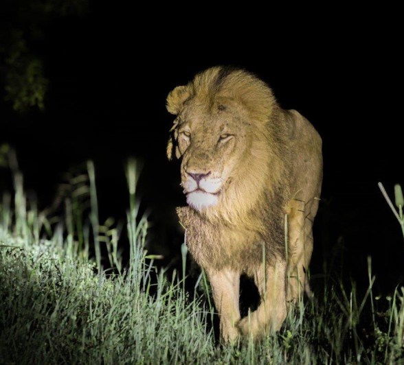 Sabi Sabi Jan Nel Kambula Night Safari Sabi Sabi Jan Nel Kambula Night Safari