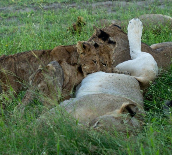 Sabi Sabi Franco Hay Msuthlu Pride Members Eat Sabi Sabi Franco Hay Msuthlu Pride Members Eat