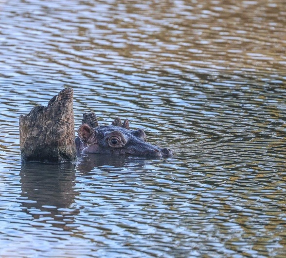 Sabi Sabi Ruan Mey Hippopotamus Sabi Sabi Ruan Mey Hippopotamus