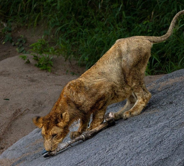 A member of the Msuthlu pride nibbles on the meat of an antelope's leg. 