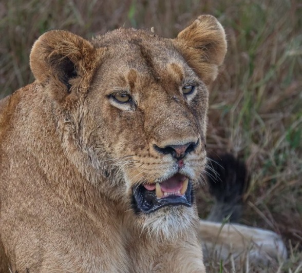 Sabi Sabi Ruan Mey Southern Pride Lion