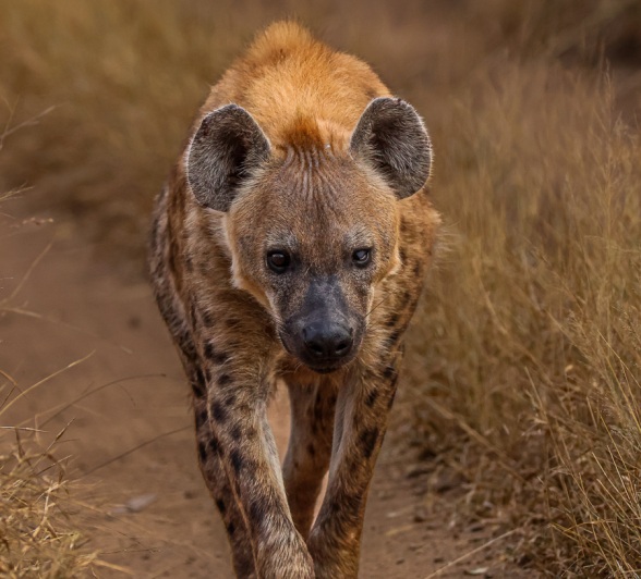 Sabi Sabi Ruan Mey Hyena