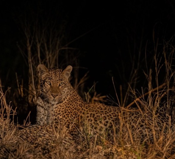 Sabi Sabi Jamiel Malherbe Golonyi