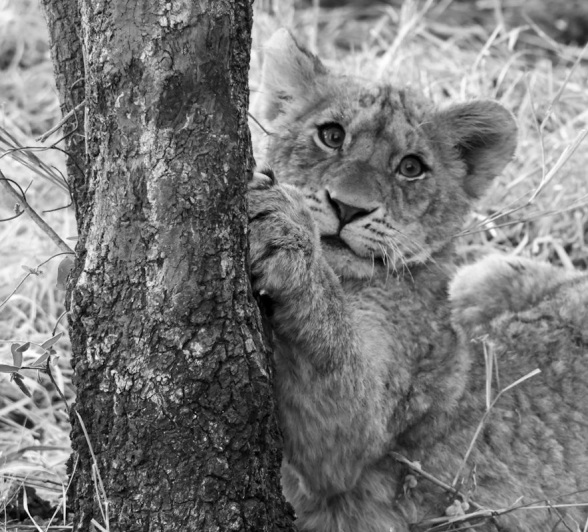 Sabi Sabi Jan Nel Msuthlu Lion Sabi Sabi Jan Nel Msuthlu Lion
