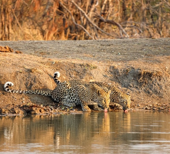 Sabi Sabi Jan Nel Golonyi And Cub Waterhole Sabi Sabi Jan Nel Golonyi And Cub Waterhole