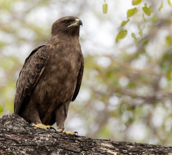 A Wahlberg's eagle perches in a tree. A Wahlberg's eagle perches in a tree.