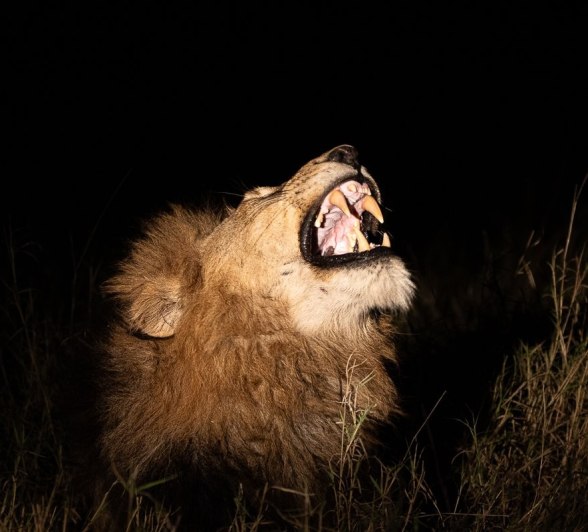 The Gijima male lion roars into the night. The Gijima male lion roars into the night.