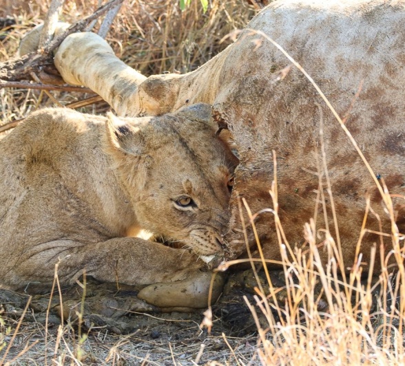 Sabi Sabi Jana Du Plessis Msuthlu