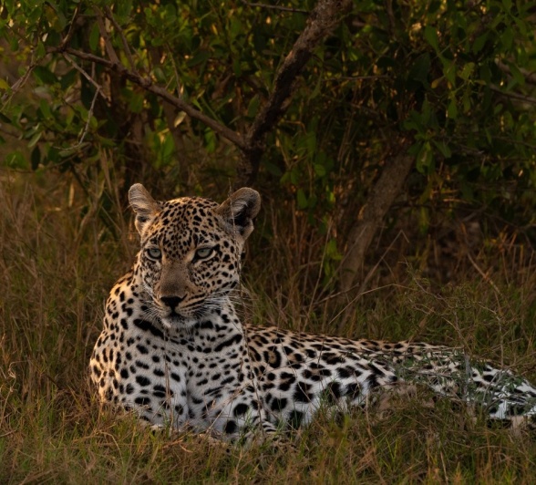 Sabi Sabi Viviane Ladner Tengile