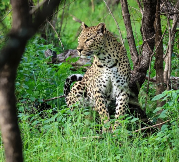The Ntsumi leopard is spotted during a game drive from Sabi Sabi.