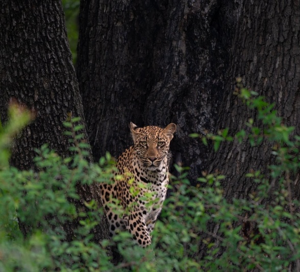 The male Golonyi cub. 