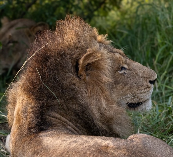 Sabi Sabi Ronald Mutero Nwash Male Lion