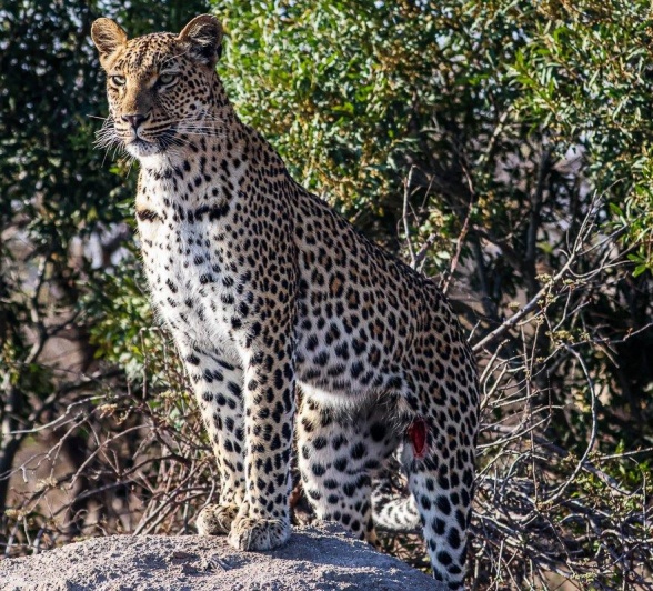 Constantly aware of her surroundings, Golonyi, stands on alert. 