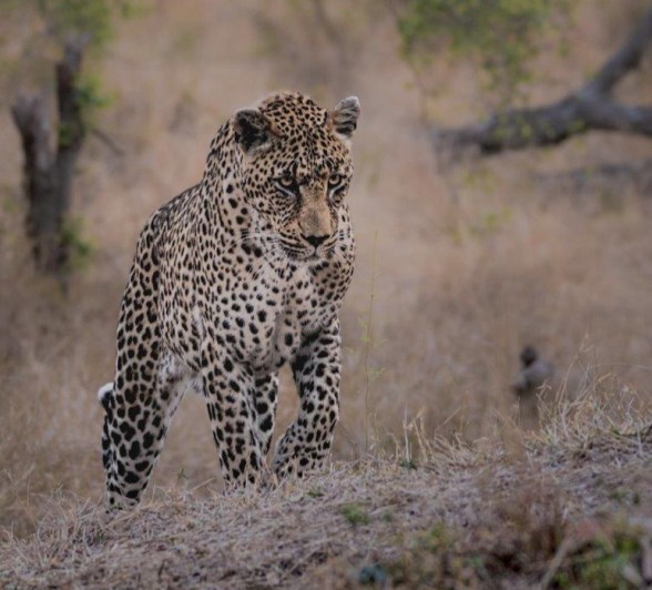 N'weti's size and power is a memorable moment for guests and guides alike and is one of the reasons he’s a favourite of many guides.