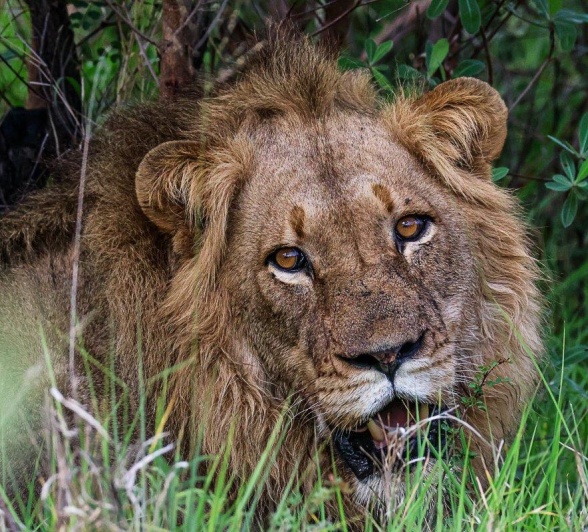 On a game drive, we found lions sleeping, heavily panting after finishing their meal in a very thick area. On a game drive, we found lions sleeping, heavily panting after finishing their meal in a very thick area.