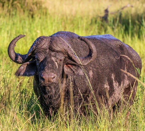 We found these beautiful buffalo bulls wallowing in the mud during the heat of the afternoon. We found these beautiful buffalo bulls wallowing in the mud during the heat of the afternoon.