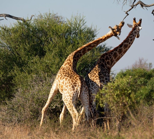 Male giraffes engage in dominance battles to establish mating rights