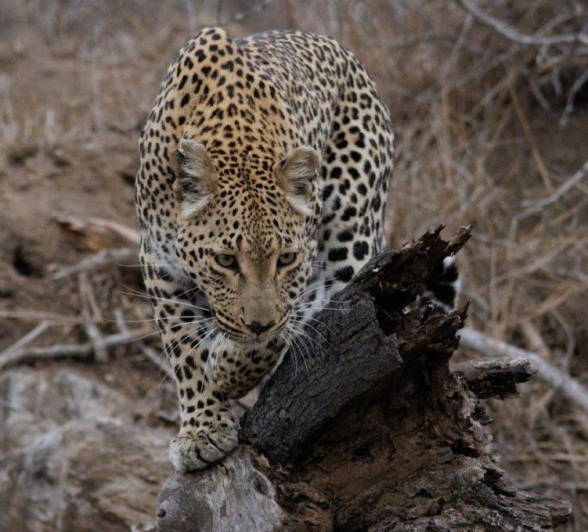Ntsumi female leopard walking gracefully on a tree branch. Ntsumi female leopard walking gracefully on a tree branch.