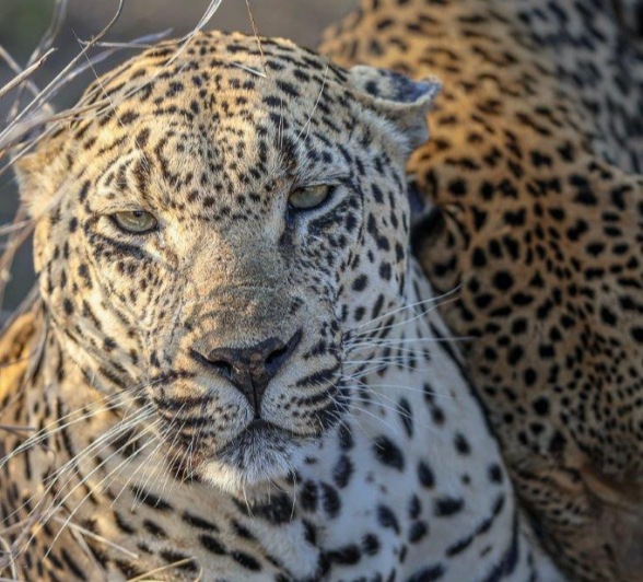 Mating leopards Mawelawela and Ntsumi resting together, captured in a rare moment of intimacy.