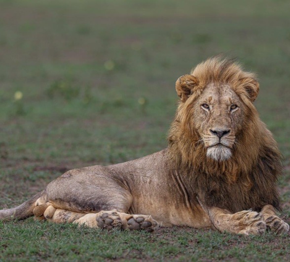 Sabi Sabi Ruan Mey Gijima Male Resting Sabi Sabi Ruan Mey Gijima Male Resting