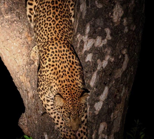 Nkuwa descends from the tree. 