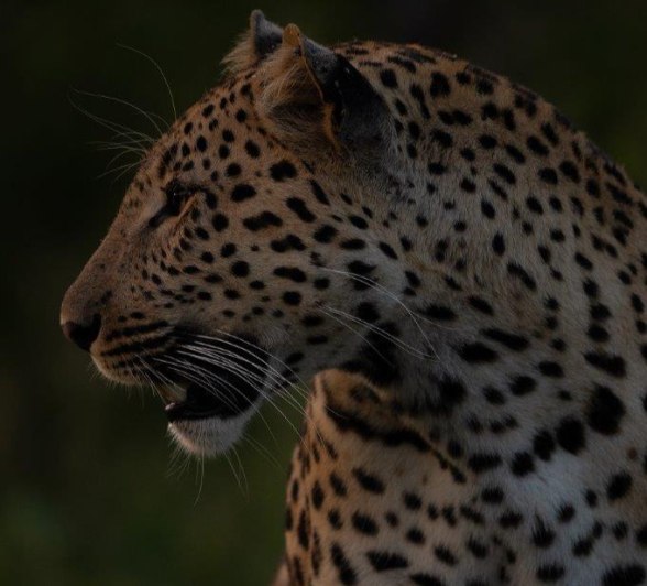 Sabi Sabi Viviane Ladner Male Leopard Darkness