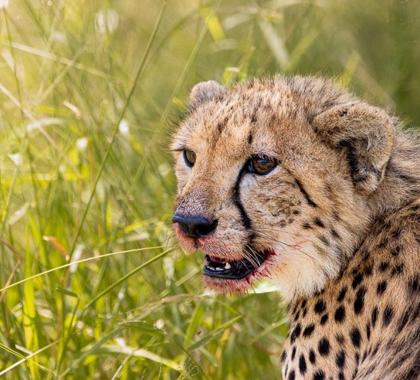 Sabi Sabi Ronald Mutero Cheetah Fresh Kill