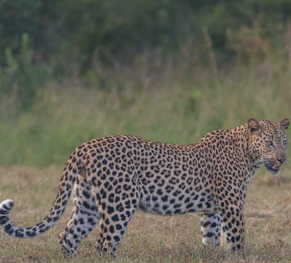 Sabi Sabi Ruan Mey Unnamed Male Leopard Sabi Sabi Ruan Mey Unnamed Male Leopard