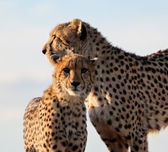 Cheetahs spotted near Sabi Sabi. Cheetahs spotted near Sabi Sabi.