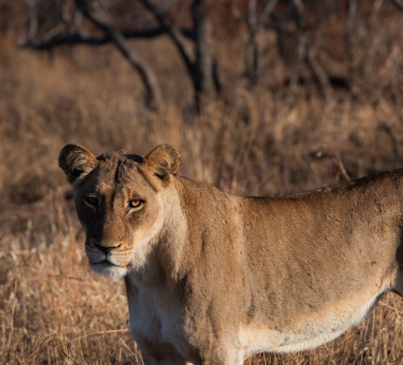 A female lion from the Musuthlui pride. A female lion from the Musuthlui pride.