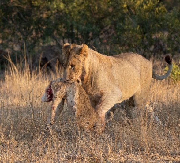 The mother of the dead lion cub carries it away. The mother of the dead lion cub carries it away.