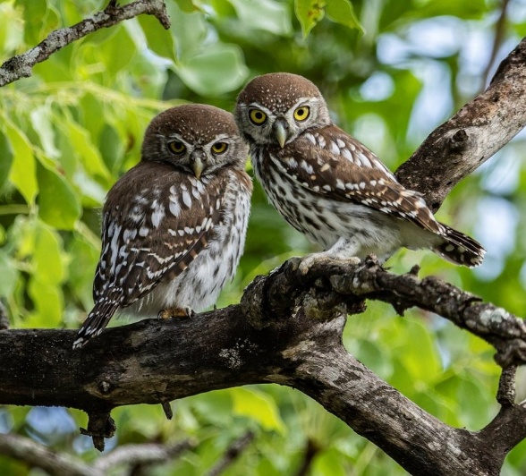 Sabi Sabi Benjamin Loon Pearl Spotted Owlet Sabi Sabi Benjamin Loon Pearl Spotted Owlet