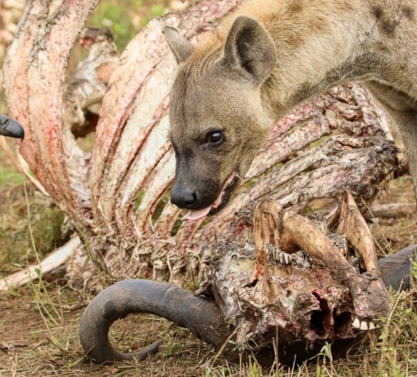 A hyena capitalises on a buffalo carcass. 