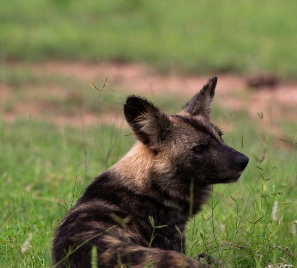 Sabi Sabi Viviane Ladner Wild Dog Pack Member
