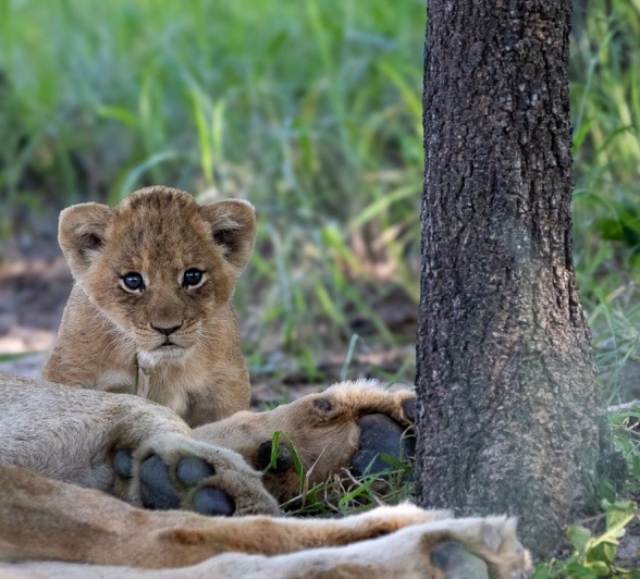 Sabi Sabi Ronald Mutero Southern Pride Lion Cub