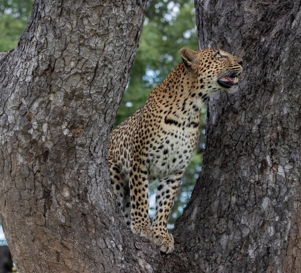 Sabi Sabi Ronald Mutero Golonyi