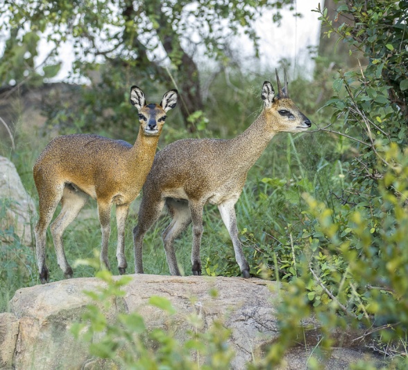 Two fawns standing side-by-side on a rock in the wilderness