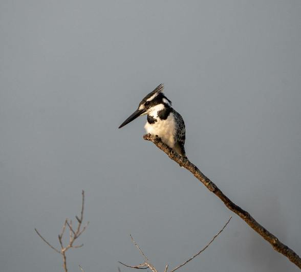 A Pied Kingfisher stares through the surface of the water to find its next meal. 