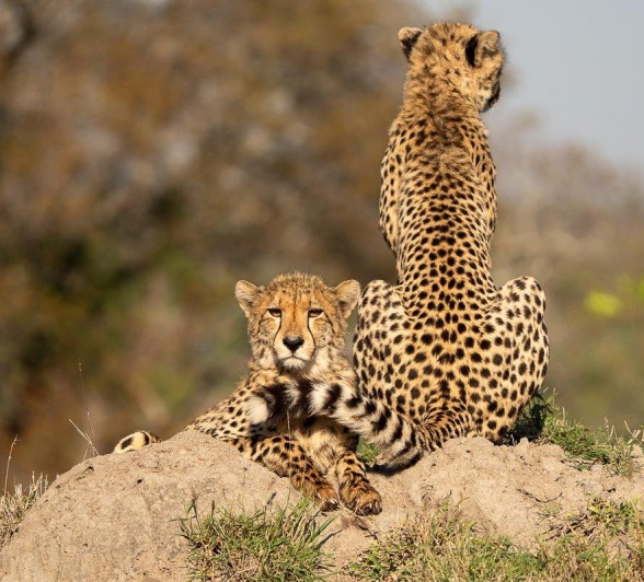 Two male cheetah brothers rest on a vantage point. 