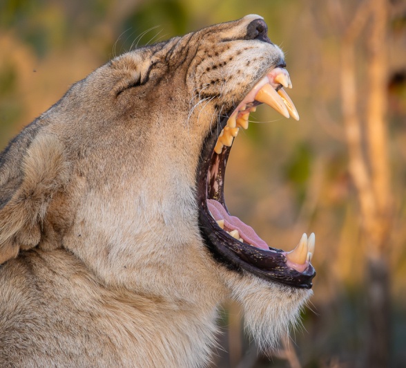 A lioness bears her teeth. A lioness bears her teeth.