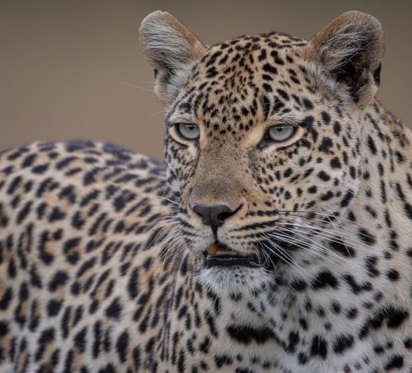 A confident Tengile made her presence known with intense territorial calls. 
